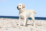 LABRADOR 566